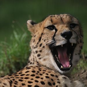 Cheetah
