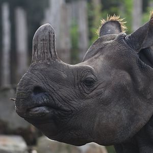 Greater One-horned Rhino
