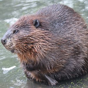 Beaver