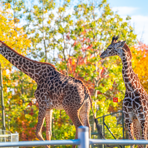Mstari (left) and Amani (right),Masai Giraffe mother and daughter