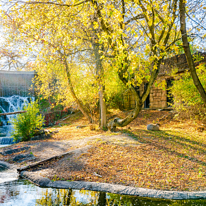 The Capybara exhibit at Mayan Temple Ruin