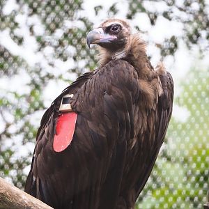 Cinereous vulture (Aegypius monachus), 2020-07-14