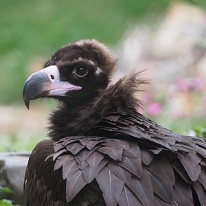 Cinereous vulture (Aegypius monachus), 2020-07-14