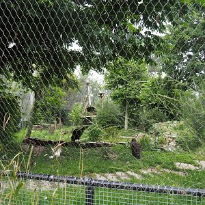 Cinereous vulture, Griffon vulture, Egyptian vulture, Red-billed chough and Short-eared owl aviary, 2020-07-14