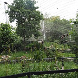 Cinereous vulture, Griffon vulture, Egyptian vulture, Red-billed chough and Short-eared owl aviary, 2020-07-14