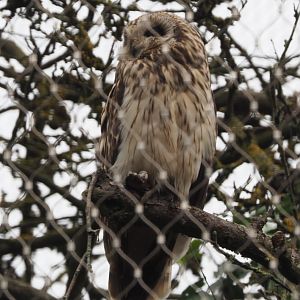 Short-eared Owl (Asio flammeus flammeus), 2020-07-14