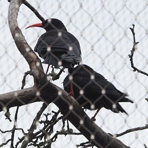 Red-billed choughs (Pyrrhocorax pyrrhocorax), 2020-07-14