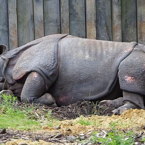 Indian rhinoceros Gujarat (Rhinoceros unicornis), 2020-07-14