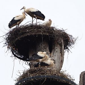 European white storks (Ciconia ciconia) on nests, 2020-07-14