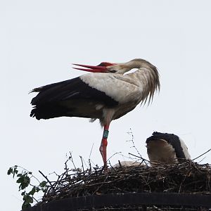 Bil-clattering European white stork (Ciconia ciconia), 2020-07-14