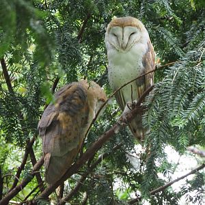 Common barn owls (Tyto alba), 2020-07-14
