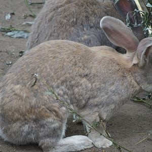 Domestic rabbit (Oryctolagus cuniculus domesticus), 2020-07-14