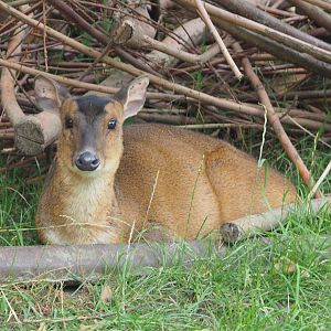 Reeves' muntjac (Muntiacus reevesi), 2020-07-14