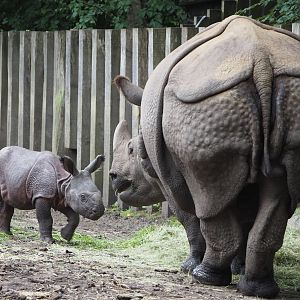 Indian rhinoceroses (Rhinoceros unicornis) Karamat and Vaiana, 2020-07-14