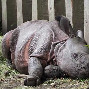 Indian rhinoceros calf Vaiana (Rhinoceros unicornis), 2020-07-14