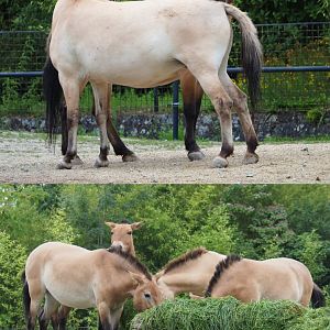 Przewalski's horses (Equus ferus przewalskii), 2020-07-14