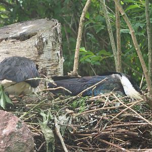 Straw-necked ibis nests, 2020-07-14