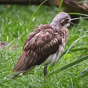 Bush thick-knee (Burhinus grallarius), 2020-07-14