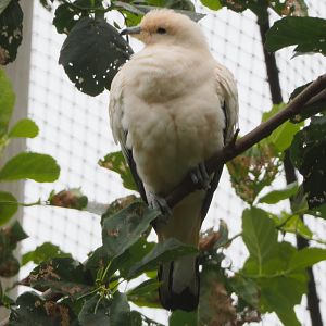 Pied Imperial Pigeon (Ducula bicolor), 2020-07-14