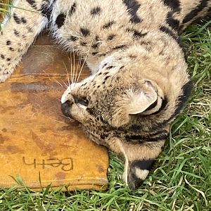 Serval (during Animal Experience) 100920