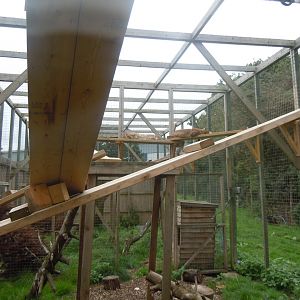 Bobcat enclosure 100920