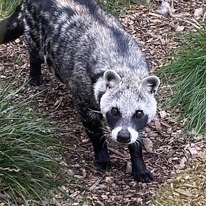African civet 100920