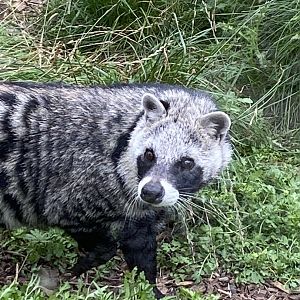 African civet 100920