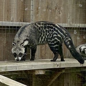 African civet 100920