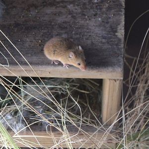 Harvest mouse