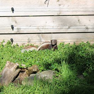 Striped skunk