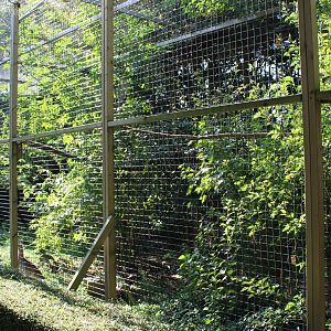 Aviary Crested seriema