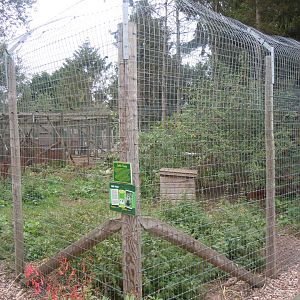 Red fox enclosure 100920