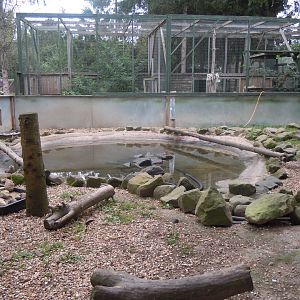 Asian small-clawed otter enclosure 100920