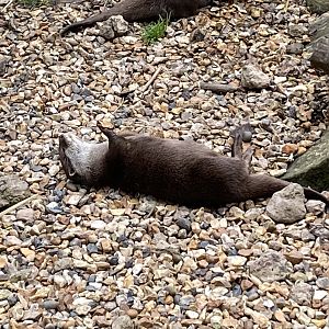 Asian small-clawed otter 100920