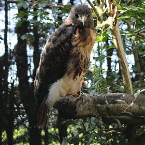 Red-tailed hawk