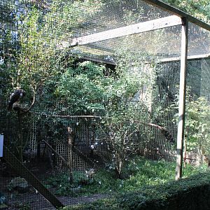 Temporarily Red-tailed hawk aviary