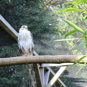 Ferruginous hawk