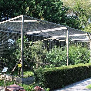 Aviary Ferruginous hawk