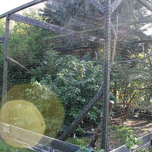 Aviary European eagle-owl