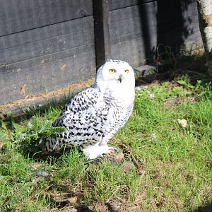 Snowy owl