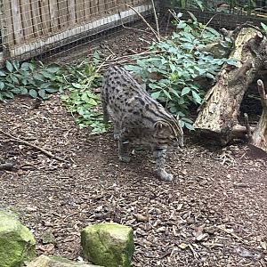 Fishing cat 100920