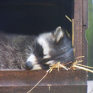 Northern raccoon 100920