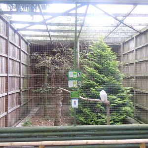 Snowy owl and Great horned owl aviary 100920