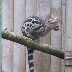 European genet 100920