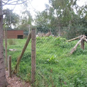 Raccoon dog enclosure 100920
