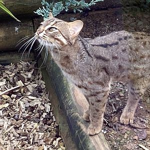 Sri Lankan rusty-spotted cat 100920