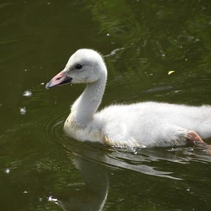Trumpeter Swan (Cygnus buccinator) cygnet