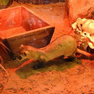 Black-footed Ferret (Mustela nigripes)