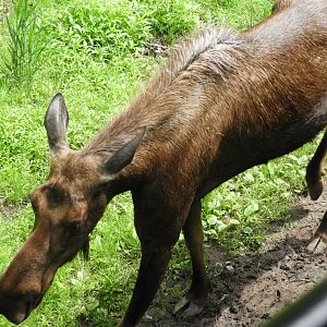Moose (Alces alces)