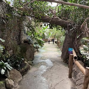 Elephants of the Asian Forest 110920